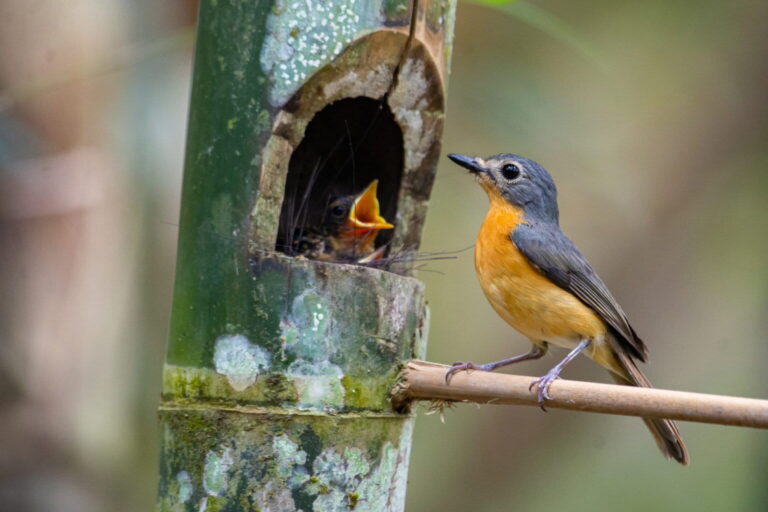On Java’s Mount Slamet, Two Former Trappers Find New Calling As Bird Protectors