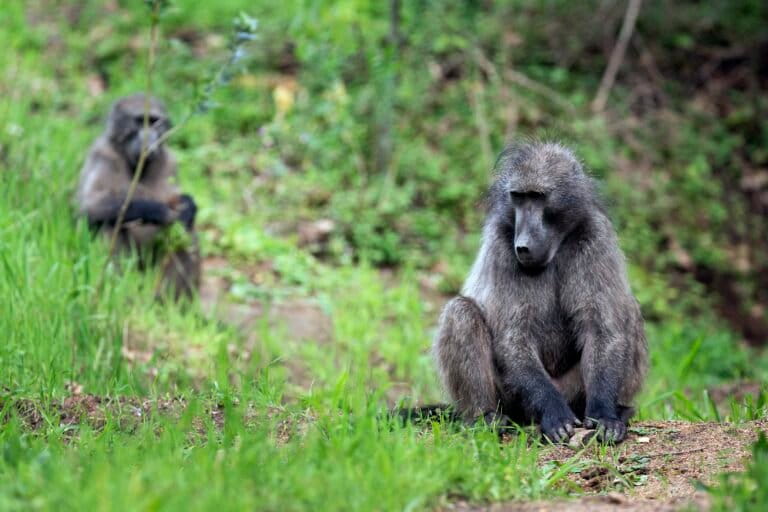 Cape Town Faces Backlash Over Proposal To Kill Baboons