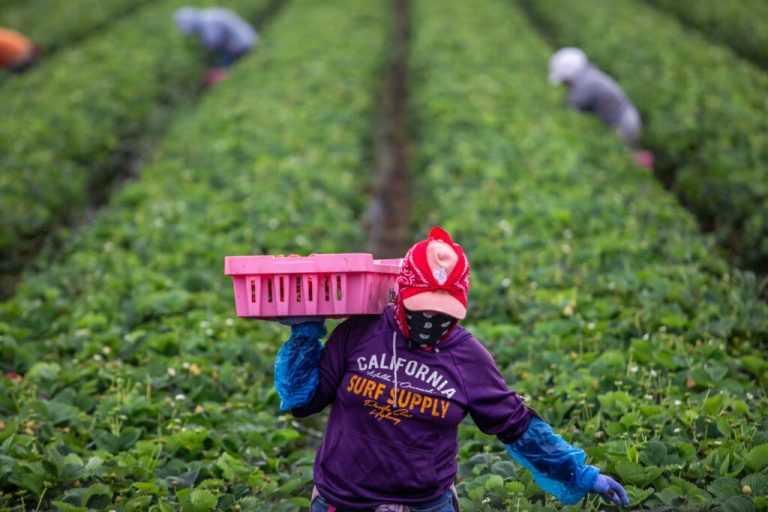 California Updates Pesticide Alert System