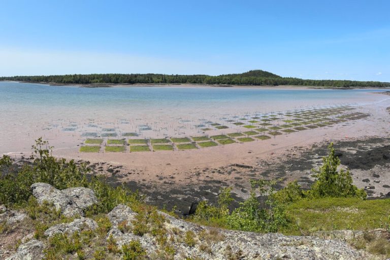Can Clams Make A Comeback On A Tribal Reservation In Maine?