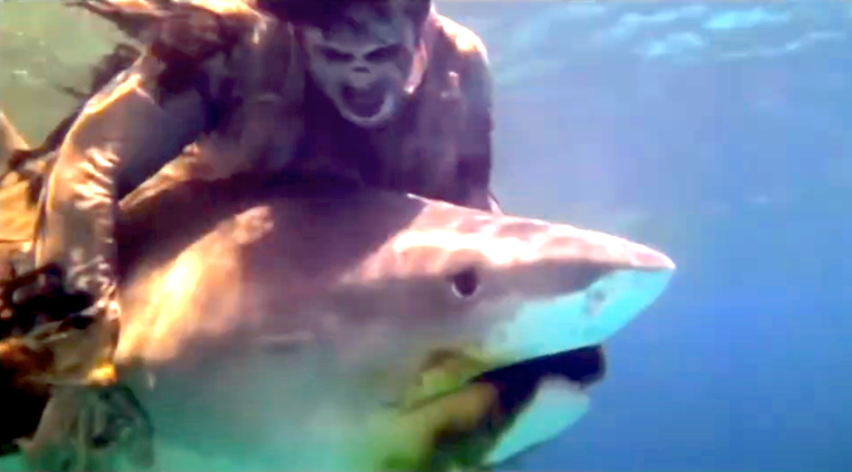 The Year Is 1979 And Nothing Will Stop You From Watching This Zombie Fight A Real Shark