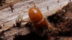 ‘Public Enemy Number One’: The Battle Against An Eight Toothed Beetle Threatening UK Forests