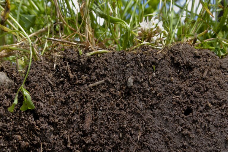 Soil Carbon: Crucial Ally Or Potential Threat To Net Zero Commitments?