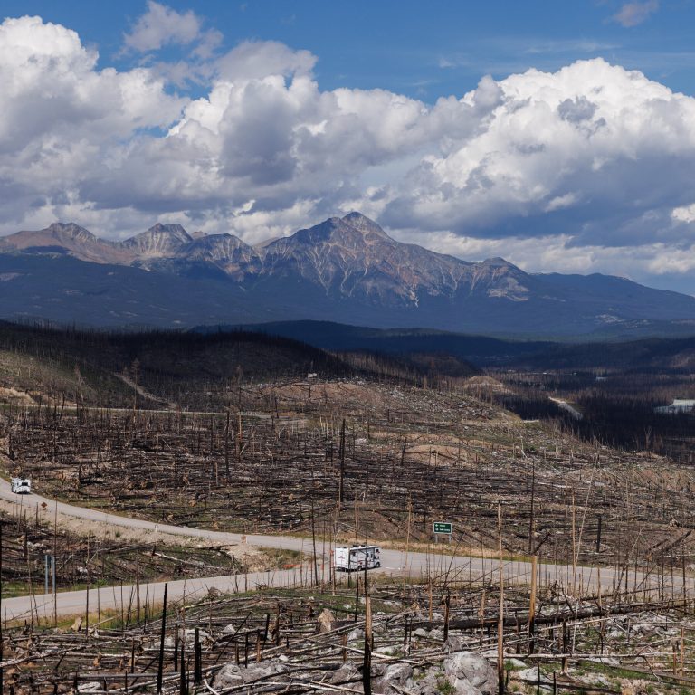 In The Remains Of Canada’s Jasper Wildfire, Clues To Tame Future Blazes
