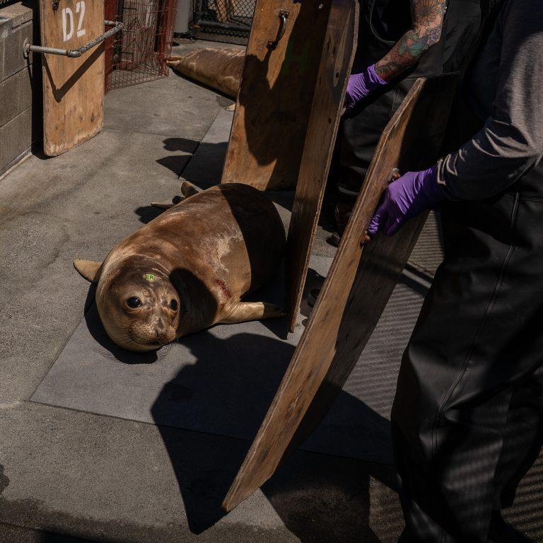 Scientists Begin Testing Bird Flu Vaccine In Seals