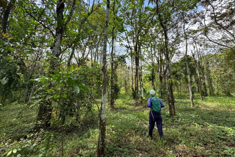 New Study Pinpoints Tree Planting Hotspots For Climate And Biodiversity Gains