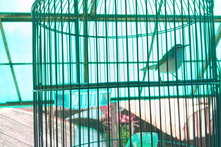 New Model Reveals Hidden Dynamics Of Indonesia’s Booming Songbird Trade