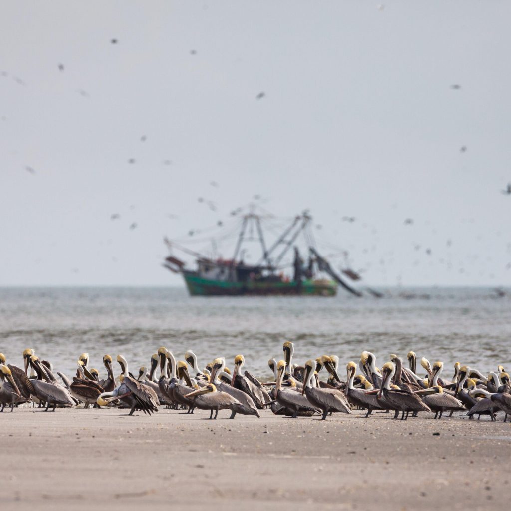 An Annual Blast Of Pacific Cold Water Did Not Occur, Alarming Scientists
