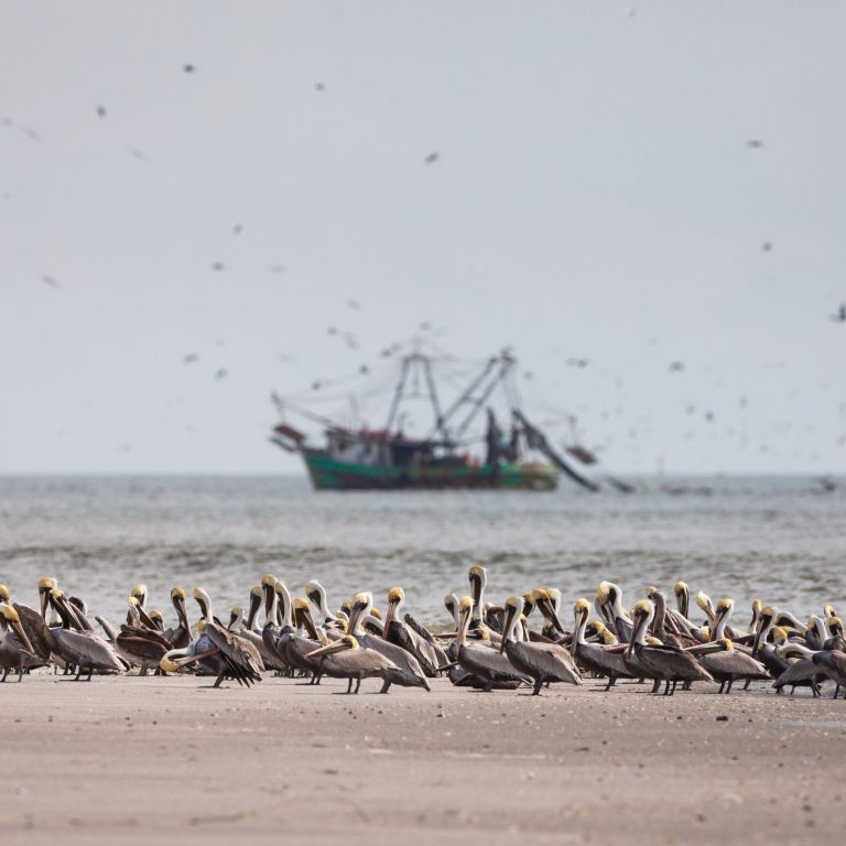 An Annual Blast Of Pacific Cold Water Did Not Occur, Alarming Scientists