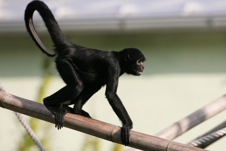 Yellow Fever Deaths Reported Among Threatened Captive Monkeys In Colombia