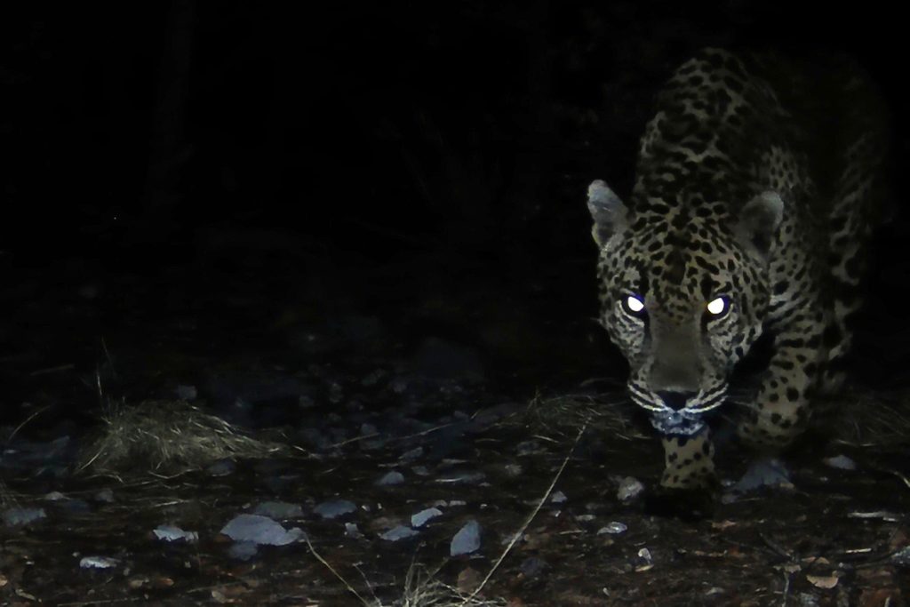 Activists Decry New Border Wall’s Impact On Wildlife