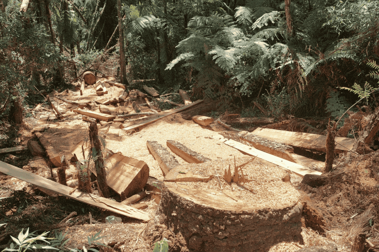 Brazilian Police Arrest Indigenous Chief Accused Of Logging Endangered Trees