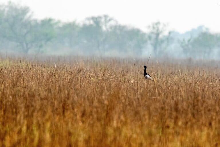 Nepal Looks To Cambodia’s Breeding Model As Bengal Florican Numbers Plunge
