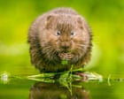 Fears For England Riverbank Habitats Amid Relaxed Post Brexit Rules