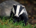 Labour Could End Badger Cull But Only With Covid Style Testing And Vaccines – Report