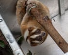 Week In Wildlife: A Slow Loris, A Tiny Deer And A Glamorous Dumpling Squid