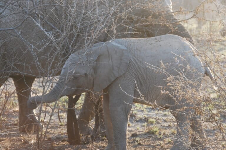 Elephant Culling Plan In South Africa Faces Backlash Over Welfare Concerns