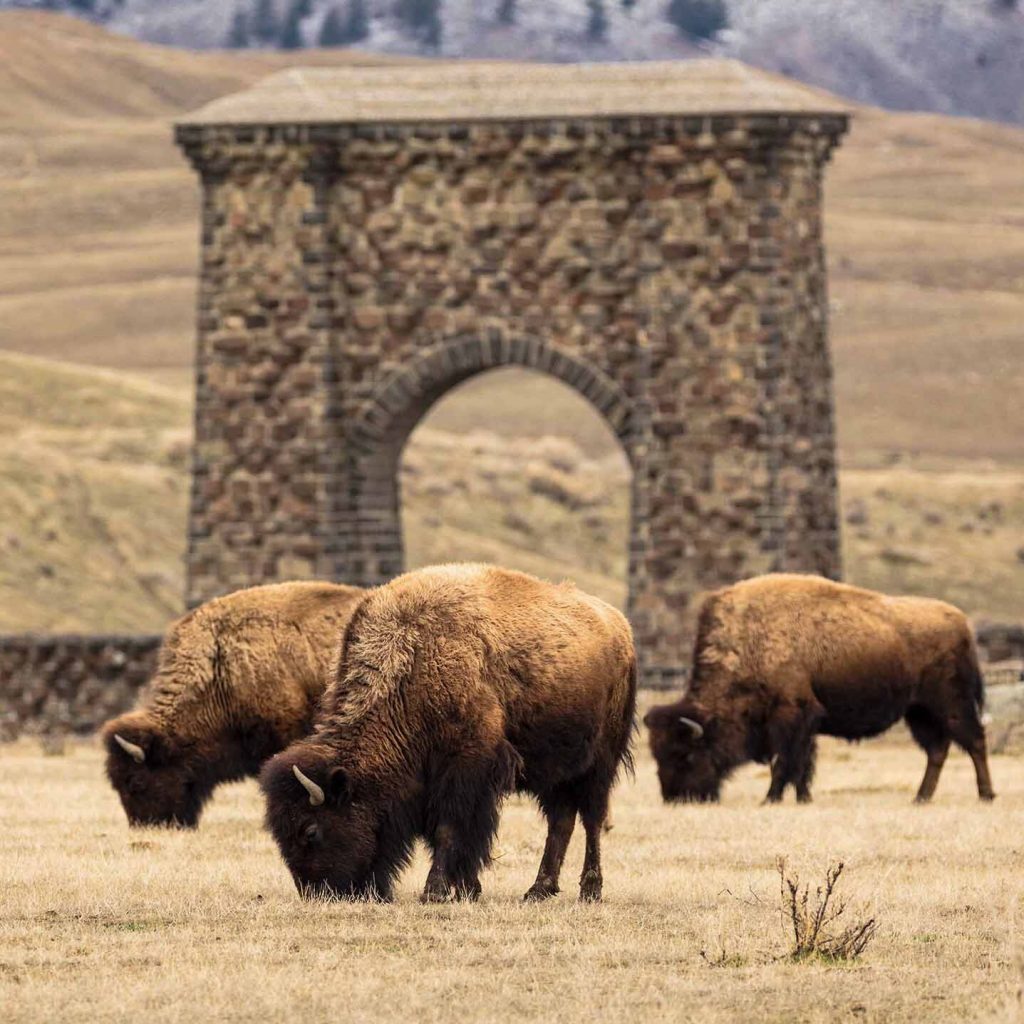 In Yellowstone, Migratory Bison Reawaken A Landscape