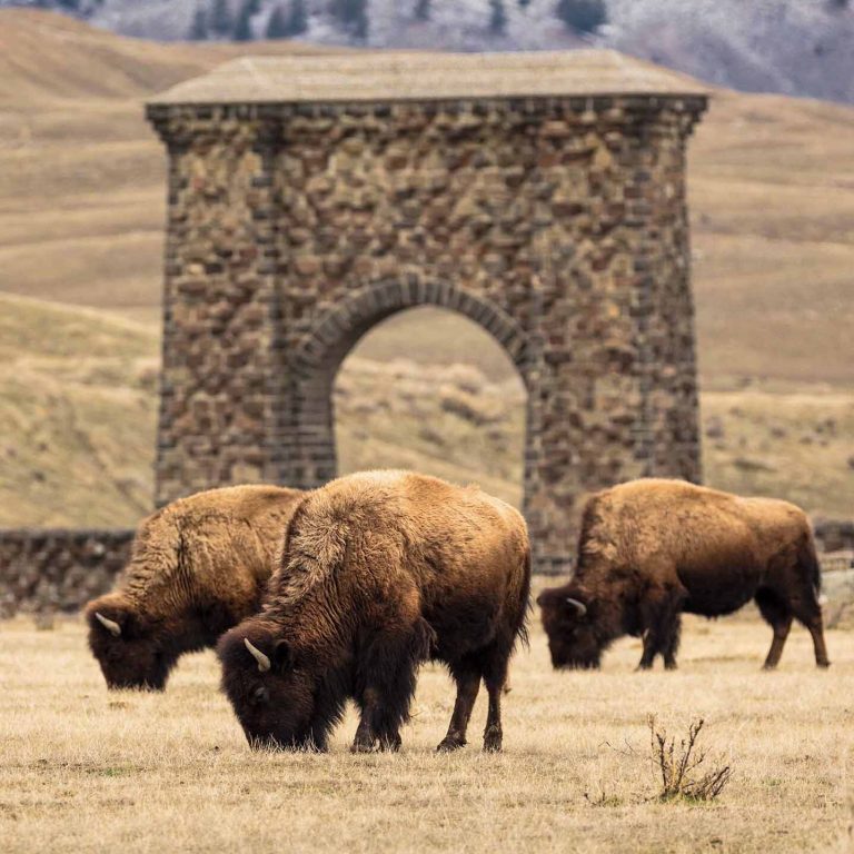 In Yellowstone, Migratory Bison Reawaken A Landscape