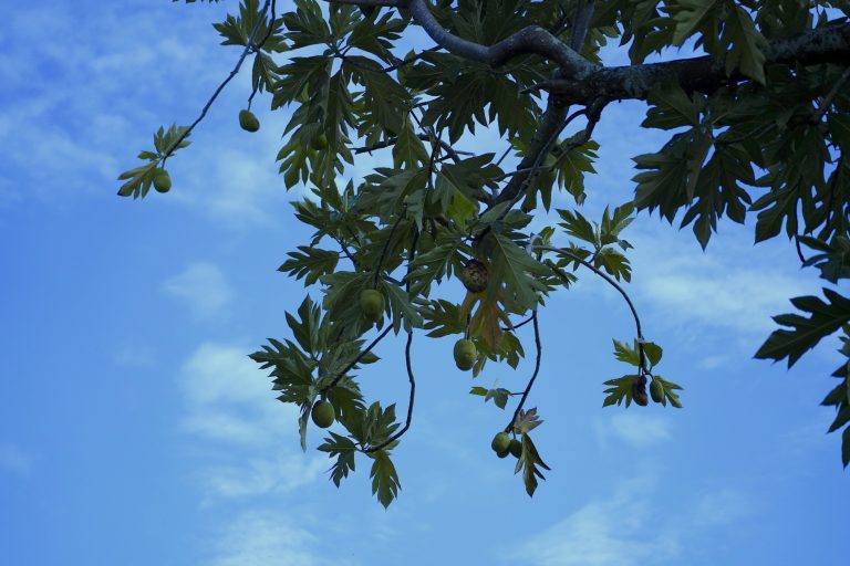 Can This Tree Still Save Us? In Some Places It’s Barely Hanging On