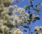 There Are Just 150 Of These Creamy Flowered Shrubs Left In The World – And Victoria’s Fire Plan May Decimate A Third