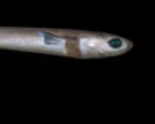 I’m Obsessed With Deep Sea Sharks: Their Bioluminescent Spots Are Just Visible In The Pitch Black Environment They Live In
