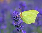 Top 10 Most Sighted Butterflies In 2025’s Big Butterfly Count – In Pictures