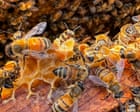 Canadian Apiary Store Owner Foils Honey Heist By Marauding Swarm Of Bees