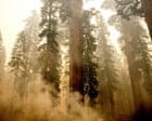 California Firefighters Race To Protect Ancient Sequoia Trees As Wildfire Spreads