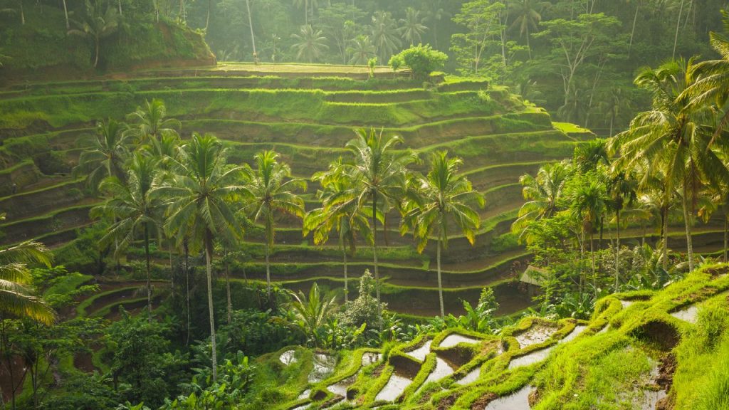 Flying To Bali? This App Is Now Mandatory For All Visitors