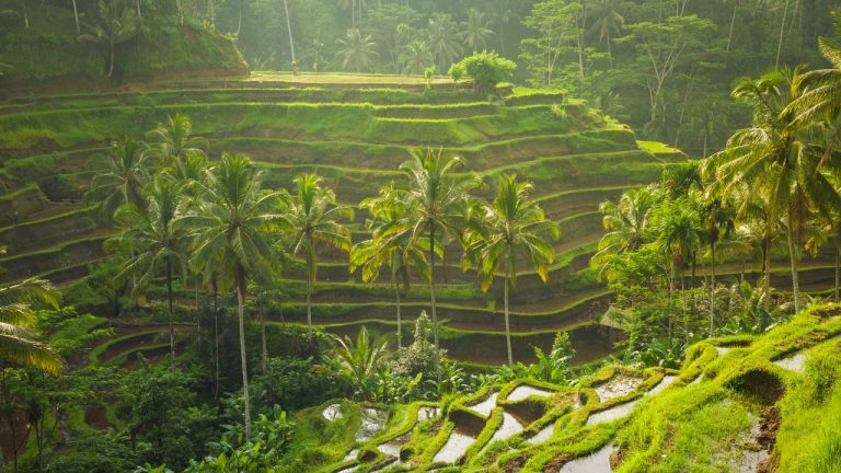 Flying To Bali? This App Is Now Mandatory For All Visitors