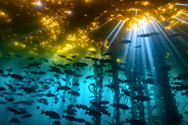 Post Blob, California’s Kelp Crisis Isn’t Going Away