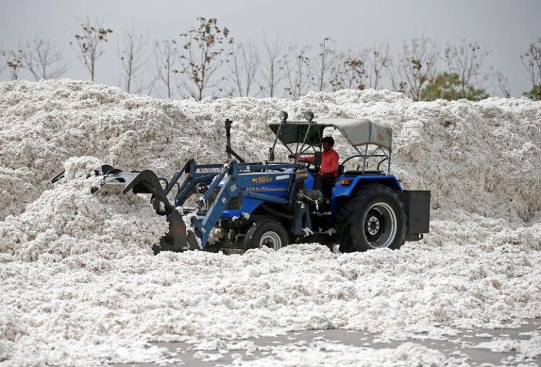 India Eyes Record Cotton Buying As Imports, US Tariffs Dampen Prices