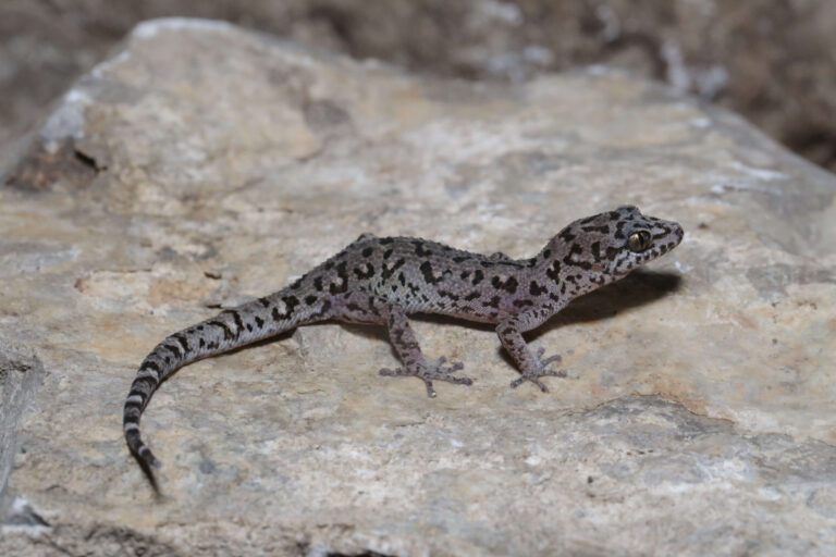New Gecko Species Findings Highlight Threats To Cambodia’s Limestone Hills