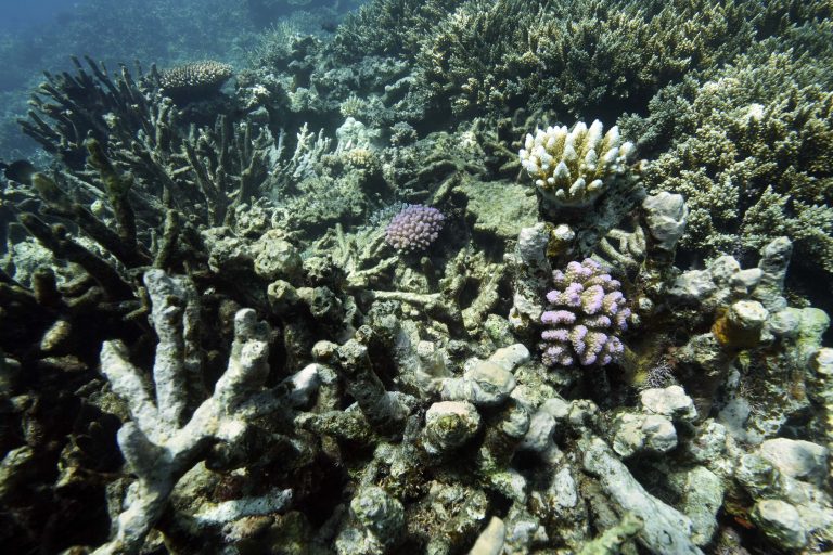 American Samoa Says No To Deep Sea Mining. The Trump Administration Might Do It Anyway