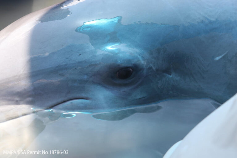 On World Dolphin Day, Spotlight Falls On Threats To Dolphins Worldwide