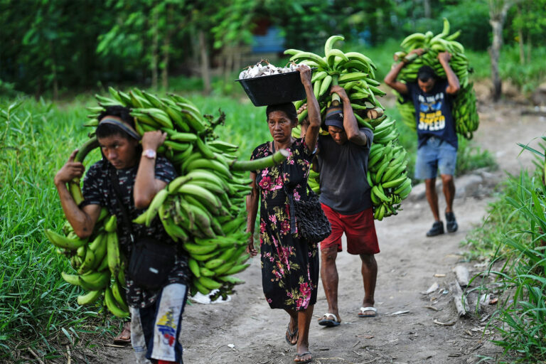 How Climate Change Could Affect Production Of The World’s Favorite Fruit, The Banana