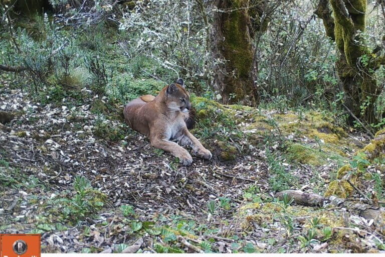 Restoring The Páramo: How Ecuador Healed Its Degraded High Andean Ecosystem