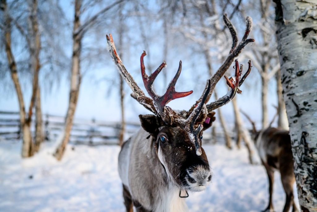 Europe’s Largest Deposit Of Rare Earth Minerals Sits Directly In The Path Of An Ancient Reindeer Migration Route 124 Miles Above The Arctic Circle