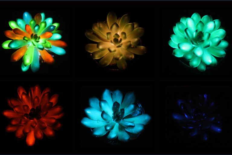 Glowing Plants Could Become Living Energy Free Light Sources