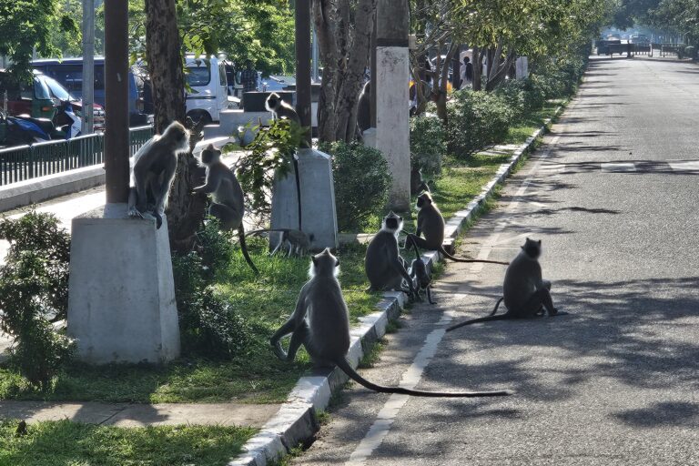 Sri Lanka Monkey Survey Sparks Skepticism & Oddball Ideas For Deterring Crop Raiders
