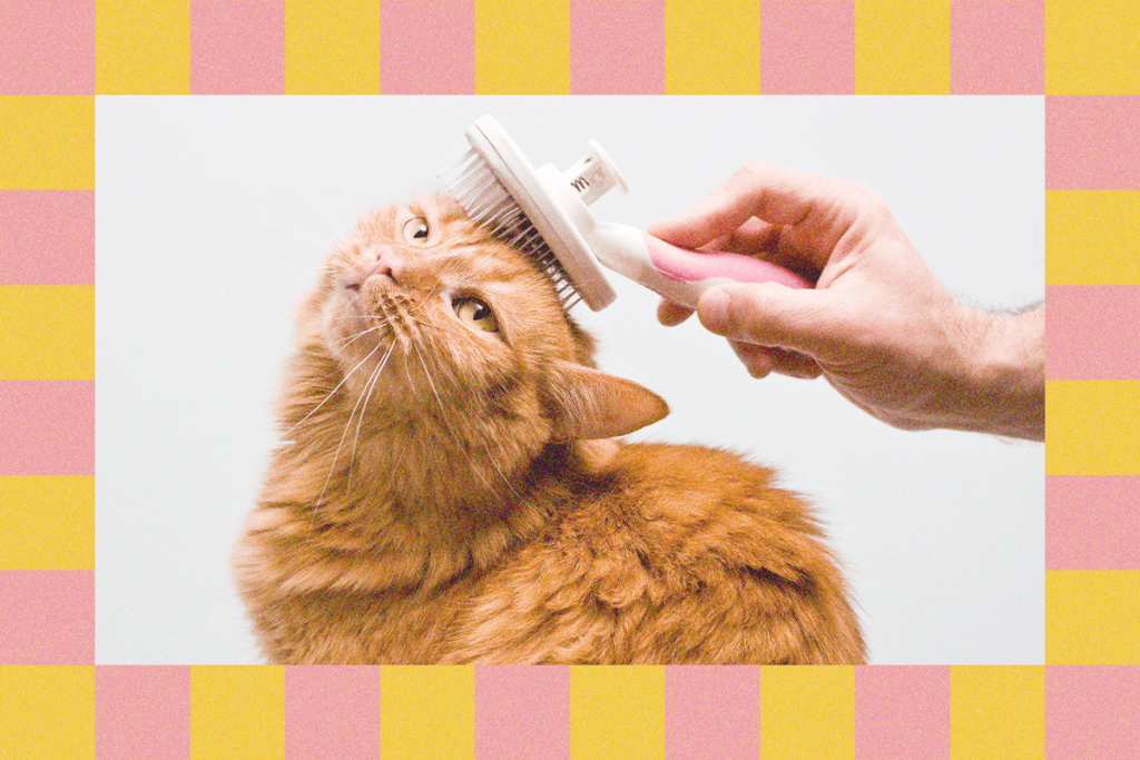 How To Clean Your Dog's Ears And Clip Your Cat's Nails—Experts Weigh In (2025)