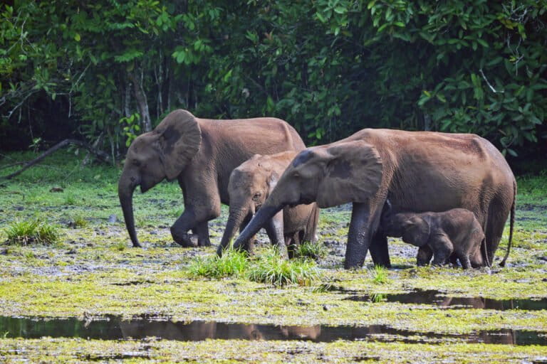 Fear & Uncertainty Grip Nigerian Community After Fatal Elephant Attack
