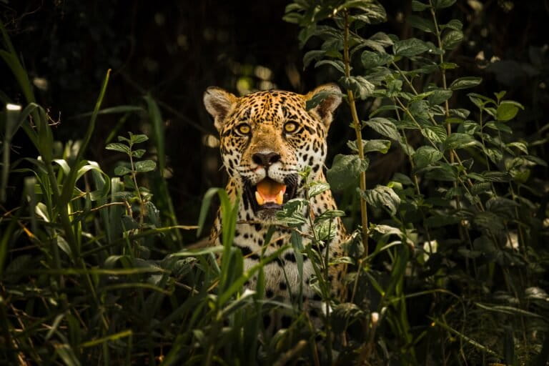 In Brazil’s Pantanal, Too Many Tourists May Be The Jaguar’s New Predator