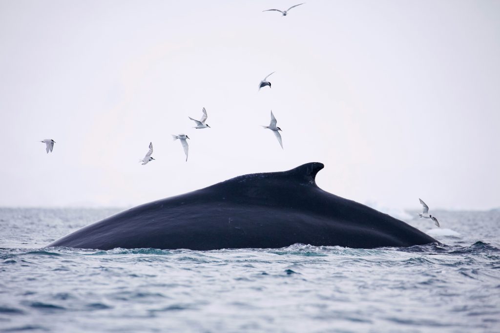 Charting Whale ‘Superhighways’ For Conservation