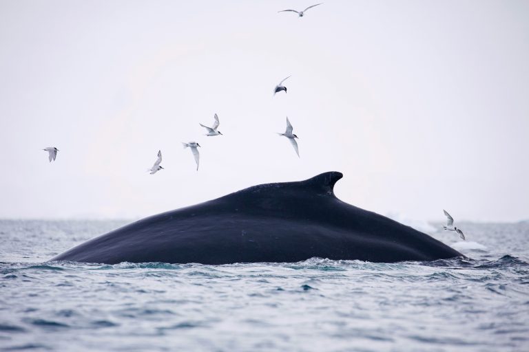 Charting Whale ‘Superhighways’ For Conservation