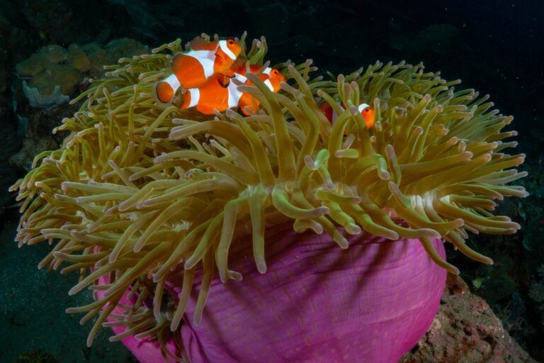 Philippines Protects Huge Coral Hotspot Off The Coast Of Panaon Island