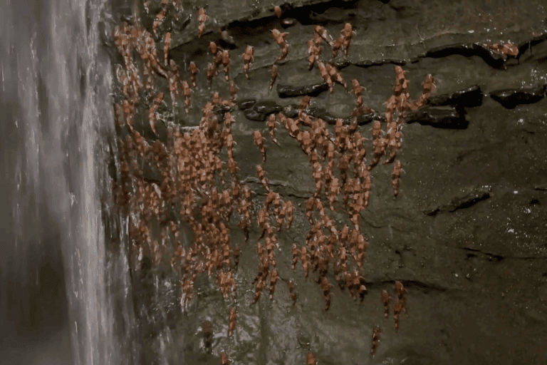 Scientists Capture Rare Video Of Bumblebee Catfish Climbing Waterfalls In Brazil