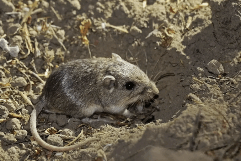 Genetic Rescue Boosts Survival Of Endangered Pacific Pocket Mice