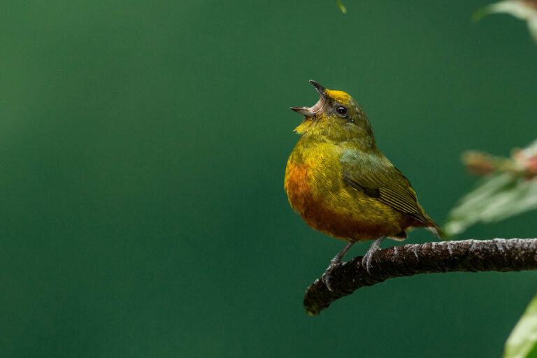 How Do We Perceive Biodiversity? We Can See It & Hear It